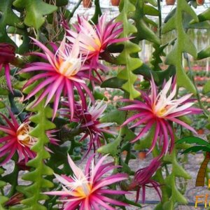 Selenicereus anthonyanus