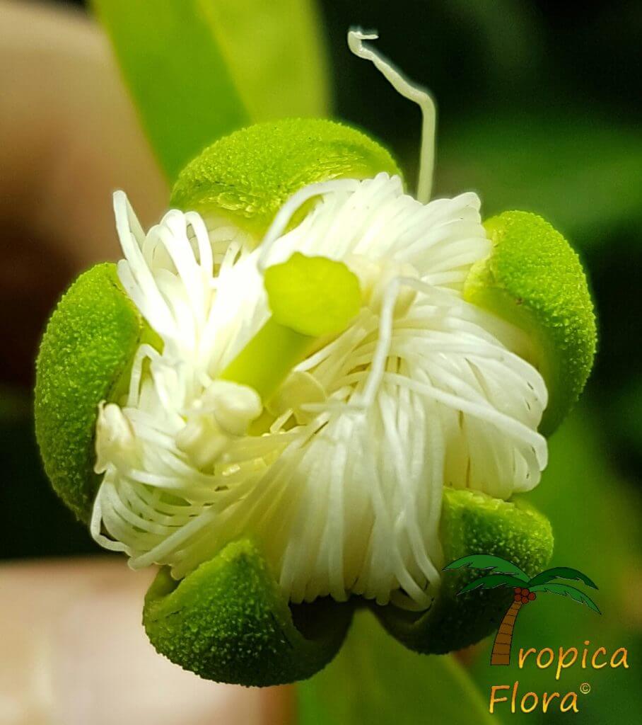 Sonneratia alba - Tropica Flora