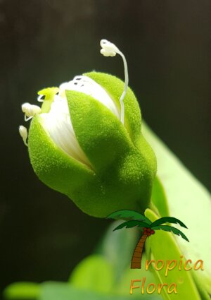 Sonneratia alba - Afbeelding 6