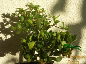 Bucida spinosa - Afbeelding 2