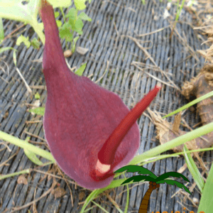 Typhonium trilobatum