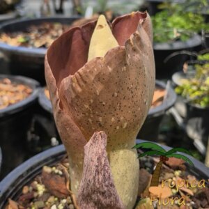 Amorphophallus koratensis