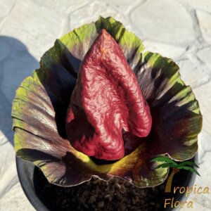 Amorphophallus paeoniifolius