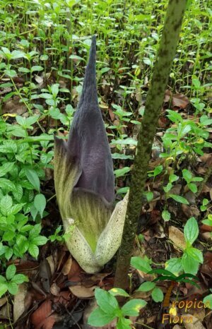 Amorphophallus Rizal - Afbeelding 4