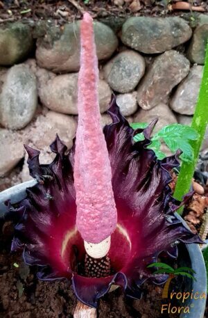 Amorphophallus flammeus - Afbeelding 2