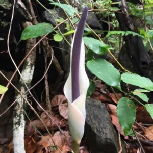 Amorphophallus haematospadix