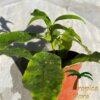 Hoya lockii - Afbeelding 4