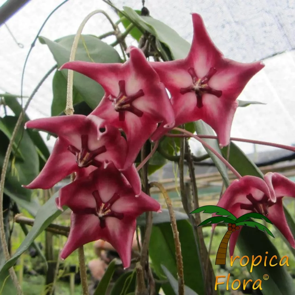 Tropische planten kopen bij Tropica Flora, Hoya macgillivrayi bloem