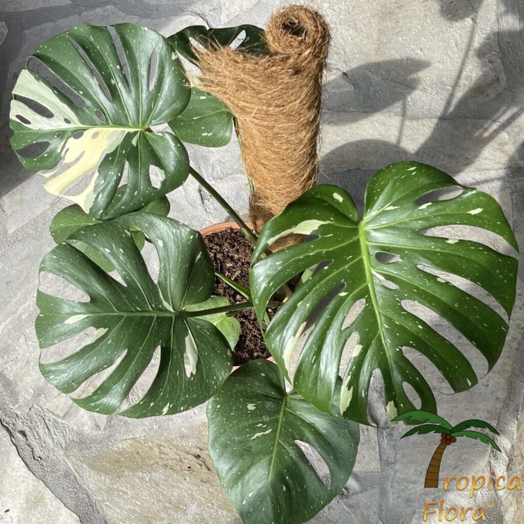 Tropische planten kopen bij Tropica Flora Monstera deliciosa thai constellation maat L