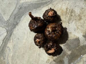 Amorphophallus flammeus - Afbeelding 4