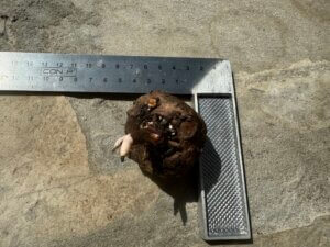 Amorphophallus flammeus - Afbeelding 3