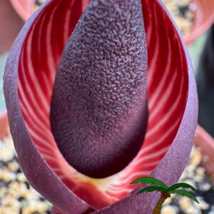 Amorphophallus aphyllus