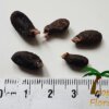 Amorphophallus gigas - Afbeelding 3